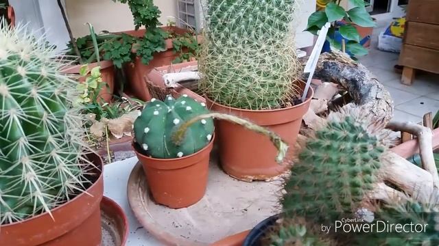 Кактус Echinopsis Subdenudata расцвел и быстро отцвел?