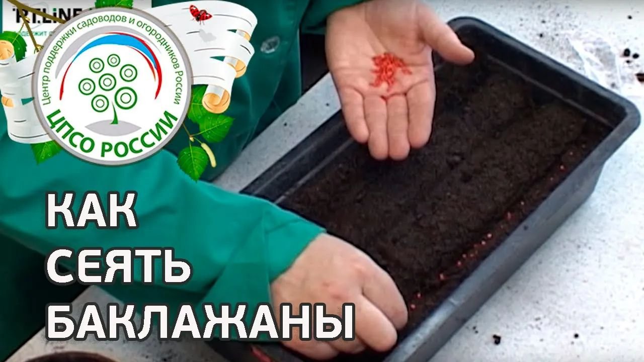 Как сеять баклажаны. Посев семян баклажанов на рассаду. смотреть онлайн