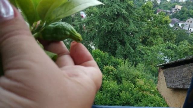Обзор коллекции цитрусовых. Грунт для цитрусовых. смотреть онлайн