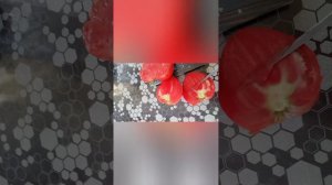 томат Минусинское сердце от Вяткиной(из Вятки) красный снаружи и малиновый внутри