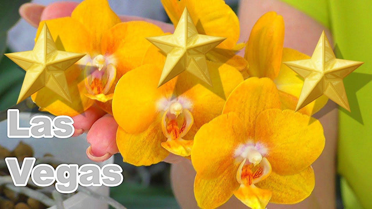 Тайны Лас Вегас. Они МУТАНТЫ // Капризы Элитных орхидей фаленопсис... смотреть онлайн