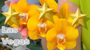 Тайны Лас Вегас.  Они МУТАНТЫ // Капризы Элитных орхидей фаленопсис...