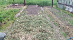 Мульчирование грядок скошенной  травой