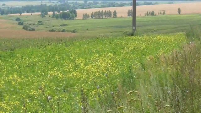 Поиск монет и кладов с металлоискателем. июль 2015 смотреть онлайн