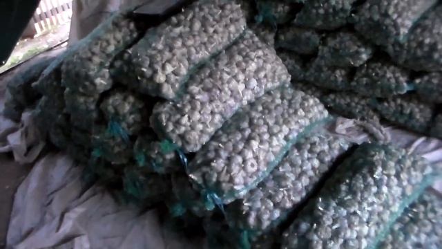 Как продать чеснок не выходя из дома ,четыре способа продажи чеснока. смотреть онлайн