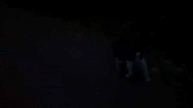 Привидение бульдога. Вредное, но симпатичное. Окорочковый фантом😆 смотреть онлайн