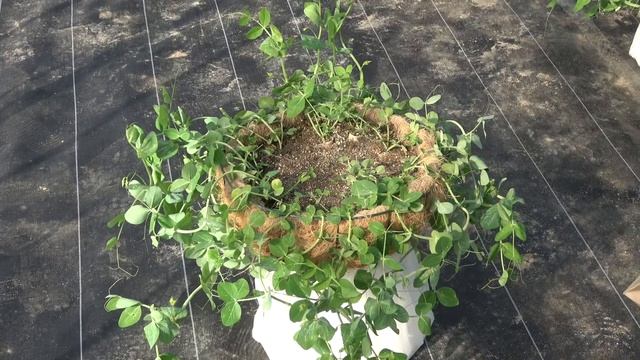 トキタ種苗（株）農場オープンデー2022