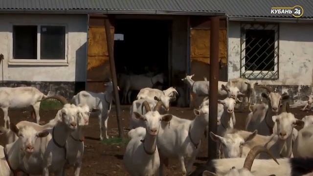 Какое молоко лучше всего для производства козьего сыра смотреть онлайн