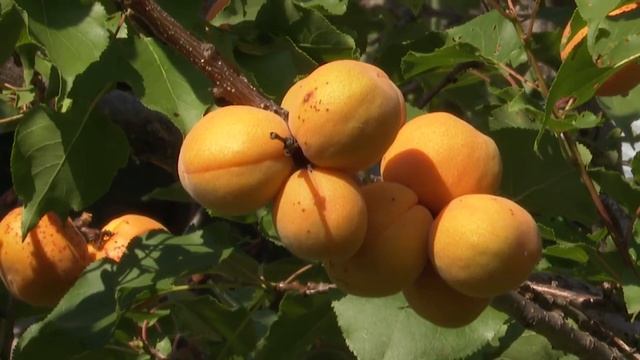 В саду Виктора и Антонины Халипа из города Нурлат растут грецкие орехи смотреть онлайн