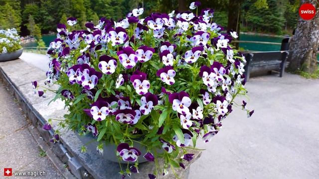 ??? The Most Beautiful Place in Switzerland: Blausee the Blue Lake 4K | #swiss #swissview смотреть онлайн