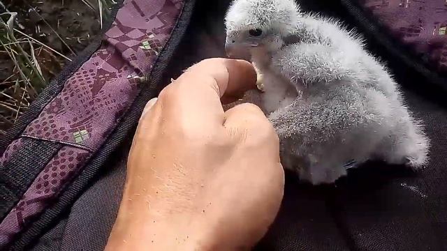 Сокол чеглок из гнезда 24 июля 2017г смотреть онлайн