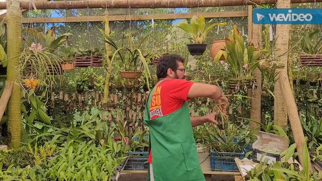 Dicas de Cultivo de Orquídeas, cartela de híbridos de Brassavola смотреть онлайн
