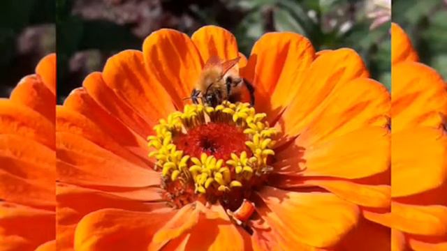 Музыкальная Открытка "Давай дружить?!" 💐❤️🌹😘 смотреть онлайн