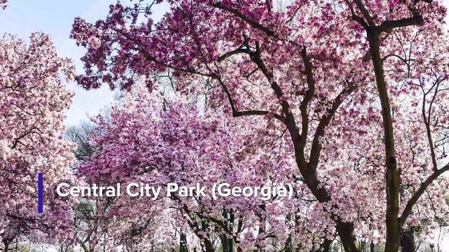 Top 10 US Cherry Blossoms | Best Places to see Cherry Blossoms in the USA смотреть онлайн