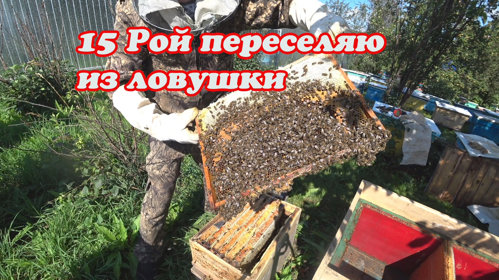 ПЕРЕСАДКА ПОЙМАНОГО РОЯ ИЗ ЛОВУШКИ В УЛЕЙ, ПЧЁЛЫ ПО ХАРАКТЕРУ условно СР, РОЙ №15 смотреть онлайн