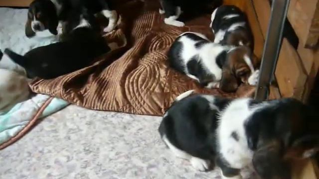 щенкам 30 дней смотреть онлайн