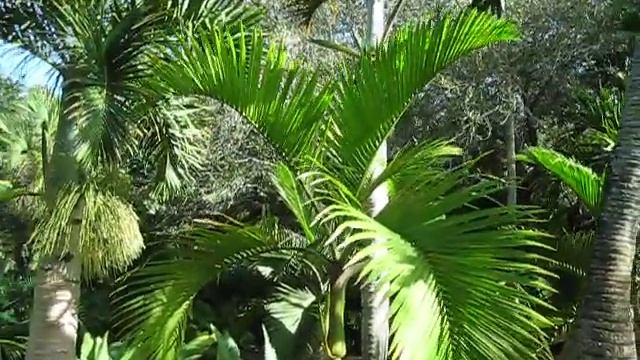 Hyophorbe indica Palm in Miami смотреть онлайн