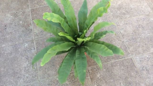 ASPLENIUM NIDUS смотреть онлайн