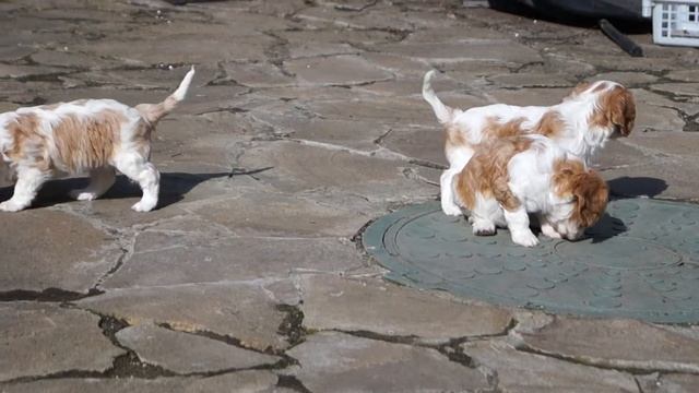 Кавалер кинг чарльз спаниель "Азартис" смотреть онлайн