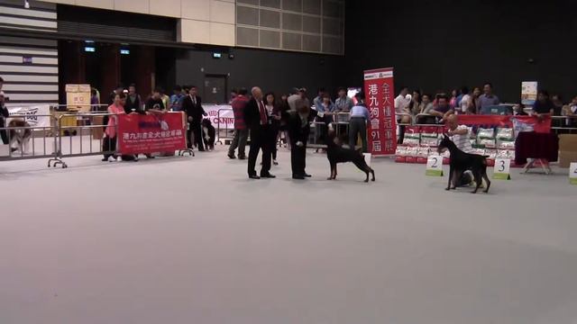 29 6 2014 HKKKA 91st Dog Show Doberman 4 смотреть онлайн