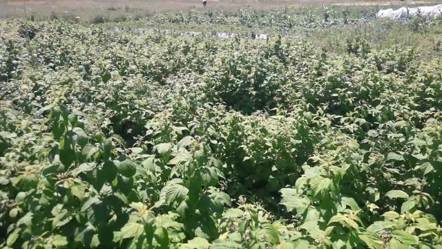 Малина Полана на 3.07.22.г. смотреть онлайн