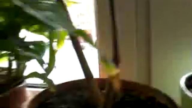 Завтрак бабочки зимой 1 смотреть онлайн