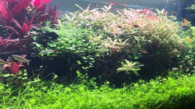 5. Аквариум травник из Ташкента #АкваПро смотреть онлайн