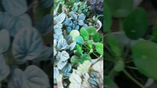 Kinds Of Beautiful Rare Peperomias