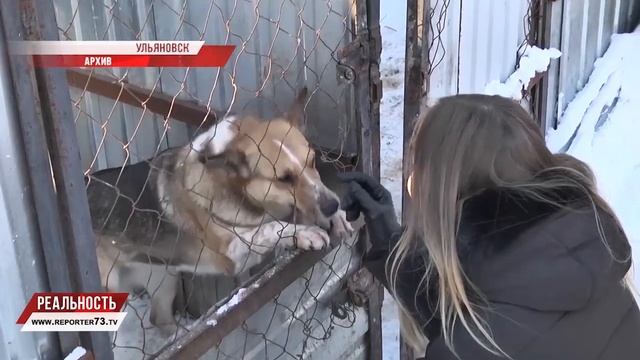 Потенциально опасные собаки. Что это за список? смотреть онлайн