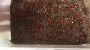 Как прорастить брокколи (How to sprout broccoli)