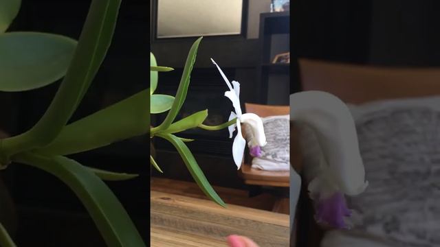 First video. Cattleya Intermedia смотреть онлайн