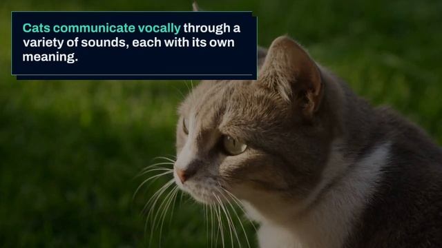 Understanding Feline Behavior: Decoding Your Cat's Body Language смотреть онлайн