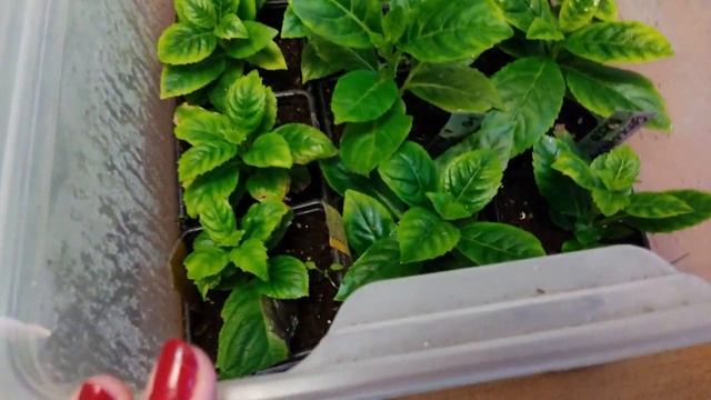 Что я буду черенковать весной 2023 года? смотреть онлайн