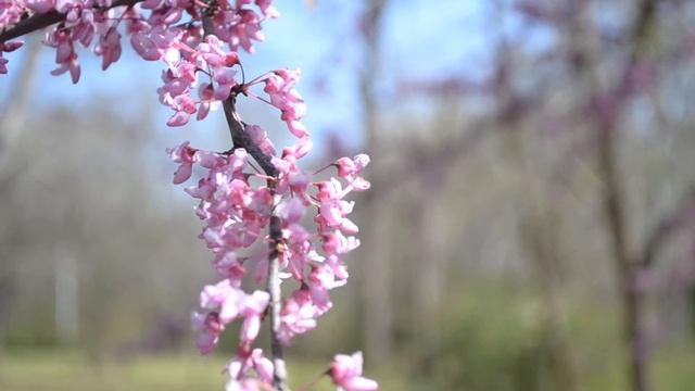 NikonD3100 video test смотреть онлайн