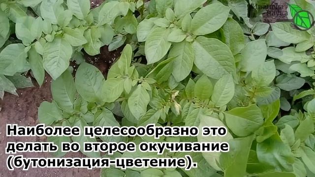 ОКУЧИВАНИЕ КАРТОФЕЛЯ... БЕЗ ОКУЧИВАНИЯ! Правильное окучивание: когда, как и сколько раз. И оно НАДО смотреть онлайн