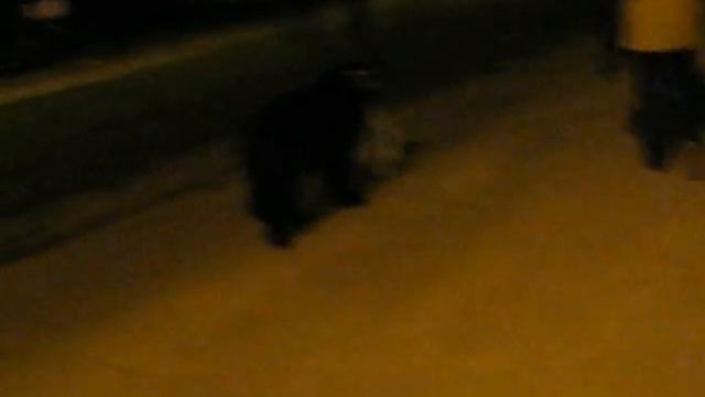 Newfoundland Маркус ньюфаундленд помощник 1