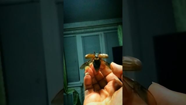 Как взлетает майский жук смотреть онлайн