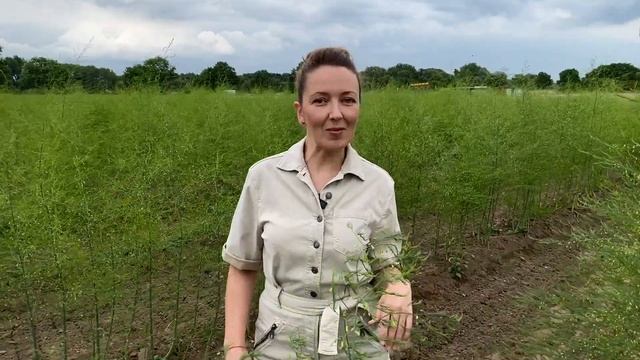 Спаржа - знакомьтесь! Белое золото или самый культовый овощ Германии. irina petrova смотреть онлайн