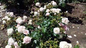 ЦВЕТЕНИЕ ПОЧВОПОКРОВНОЙ РОЗЫ ЛАРИСА