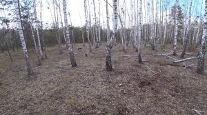 СБОР БЕРЕЗОВОГО СОКА! ДЕЛАЮ КВАС ИЗ БЕРЕЗОВОГО СОКА! ГОТОВЛЮ ЗАЛИВНОЕ ИЗ ЯЗЫКА ГОВЯЖЬЕГО!