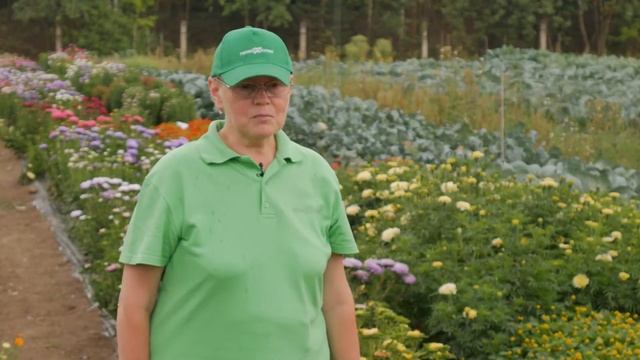 Красавица хризантелла