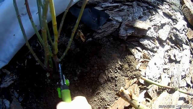 Весенняя обрезка роза Поль Нейрон смотреть онлайн