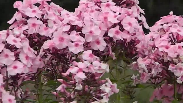 Phlox Paniculata Herbstwalzer