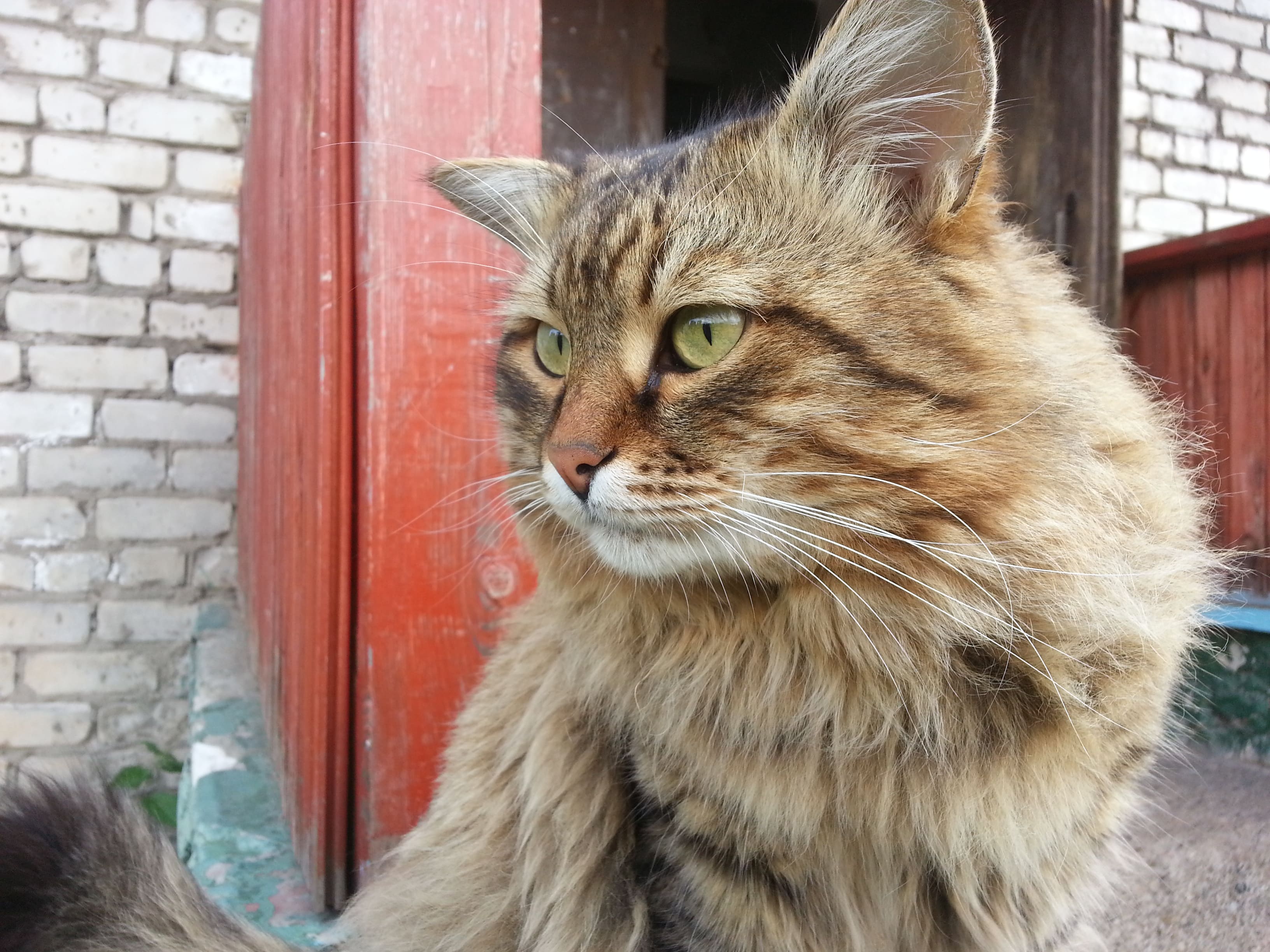 Просто кот смотреть онлайн