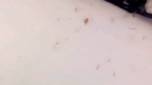 Мотобуксировщик СнежокР500 переделан под гусеницу на 600