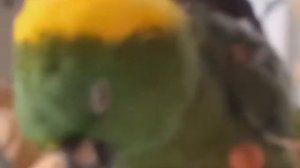 Говорящий попугай амазон . Смешной красавчик .