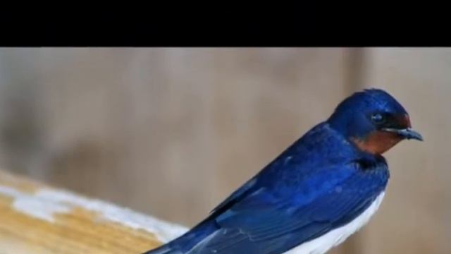 Чабалекей, чиркей жана жылан жонундо жомок смотреть онлайн