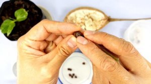 How to grow Baobab from seeds in 5 days