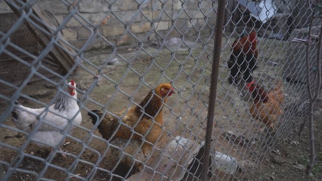 Incredibly Delicious Borscht from a Huge Ox Bone | Life of a Young Family in the Village смотреть онлайн