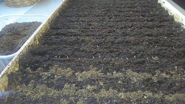 Посев вербены. Сорт Обсешн смотреть онлайн